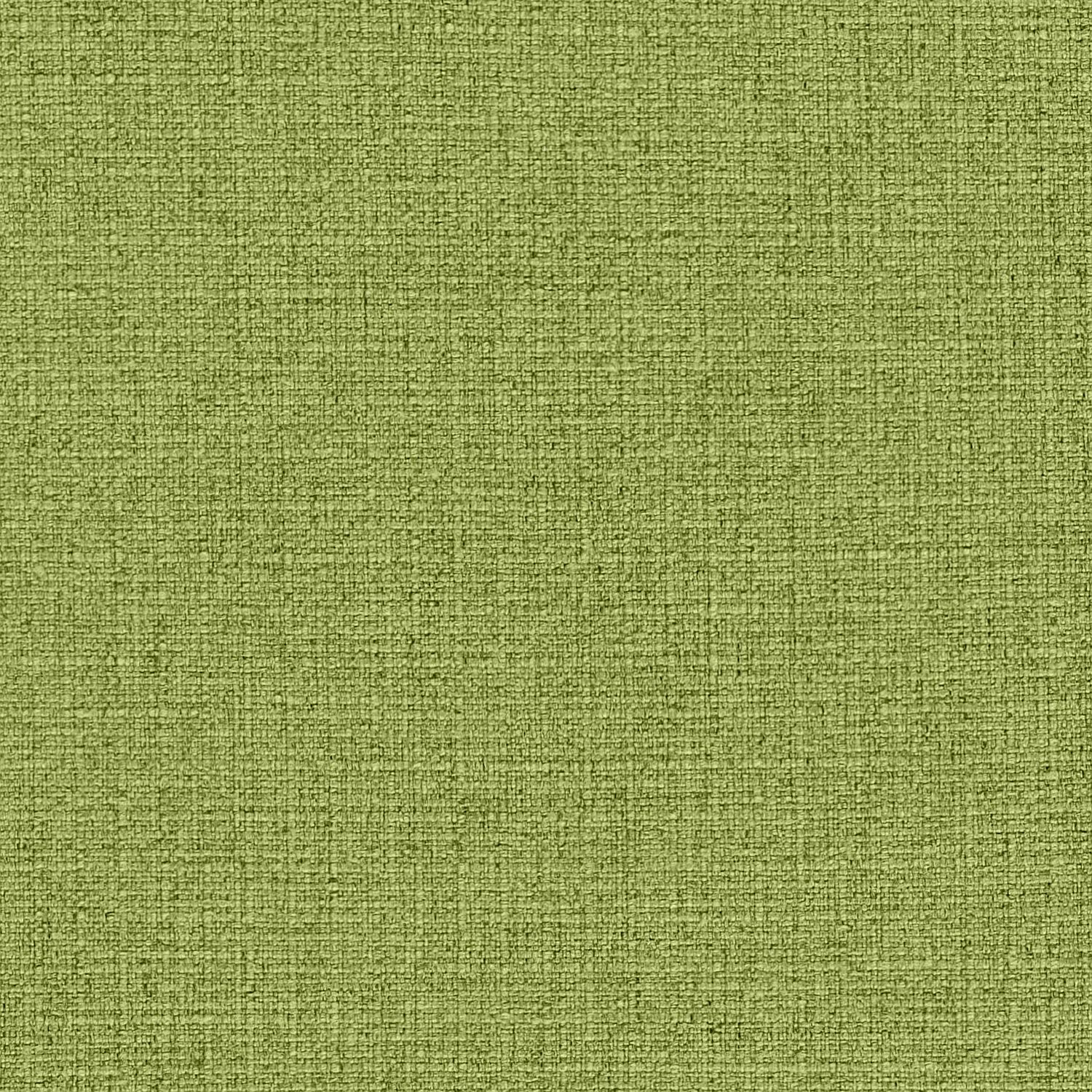 Fern