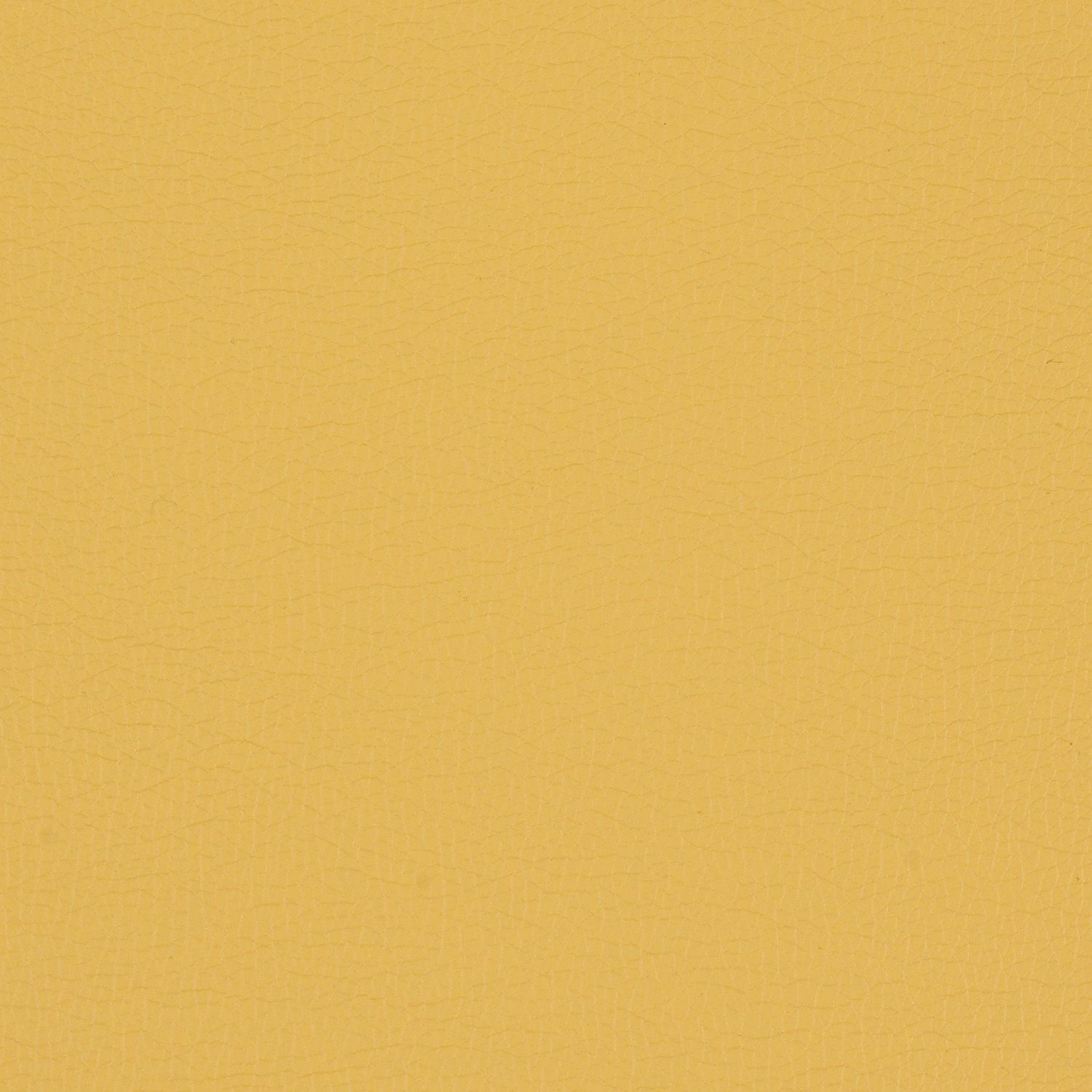 Maize